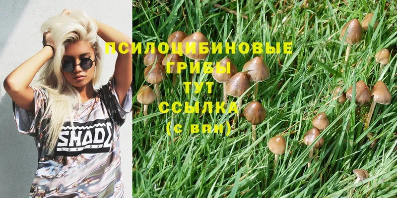 это как зайти  Балабаново  Галлюциногенные грибы Magic Shrooms 